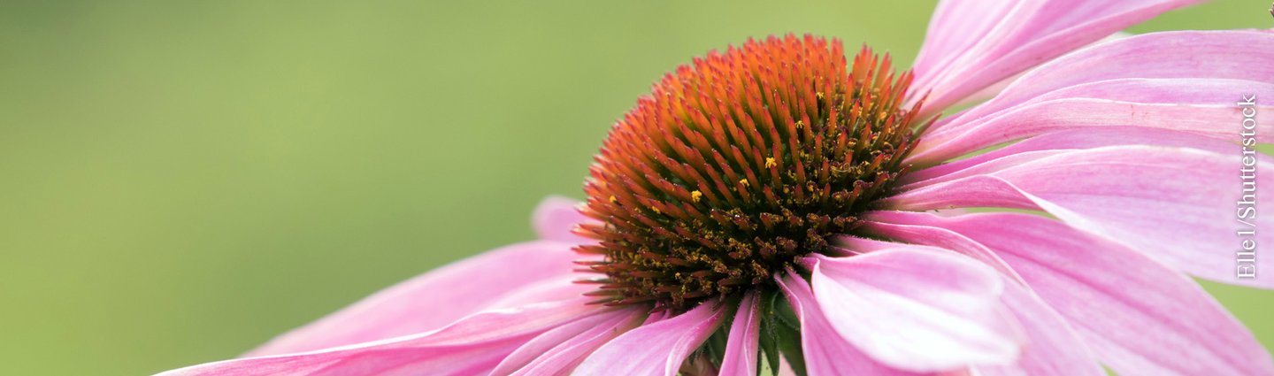 Homöopathie & Phytotherapie